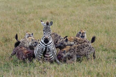 Alluring Planet: Hyena Group Hunting Zebra