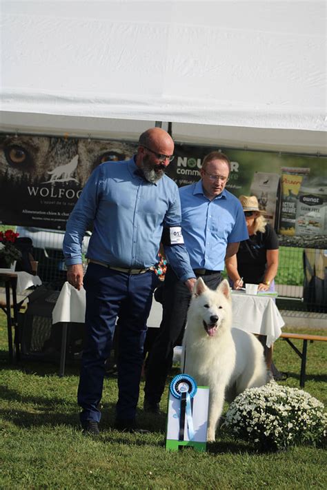 Berger Blanc Suisse Males Levage De Berger Blanc Suisse Du Bois Des