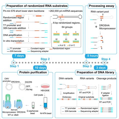 Cell Press STAR Protocols