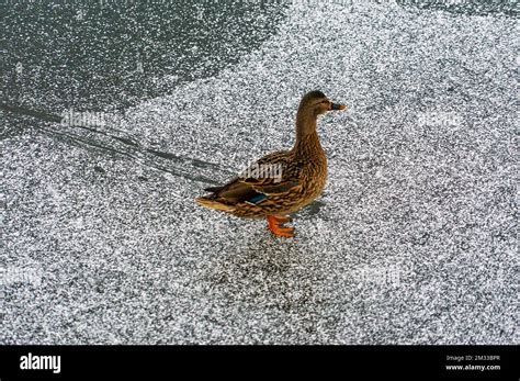 Ice On Duck Pond Hi Res Stock Photography And Images Alamy