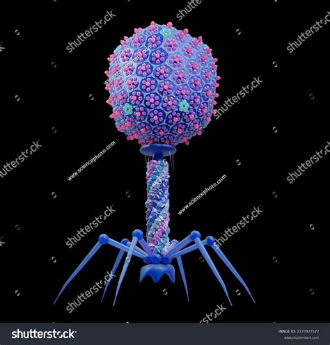 T4 Bacteriophage 3d Illustration T4 Bacteriophages Stock Illustration