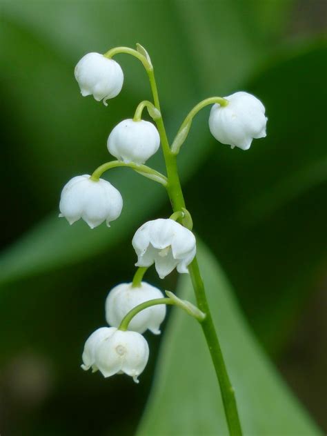 Er Mai F Te Du Muguet Origine D Un Symbole Porte Bonheur