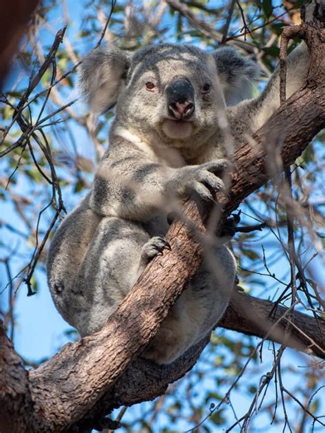 Curiosidades Sobre Los Koalas Que Seguramente No Sab As