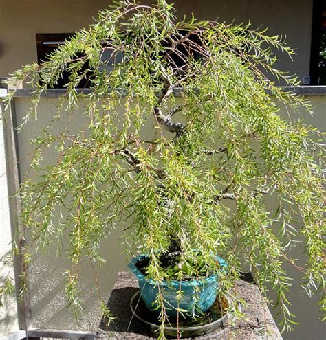 Weeping Willow Bonsai Care And Styling Issuu