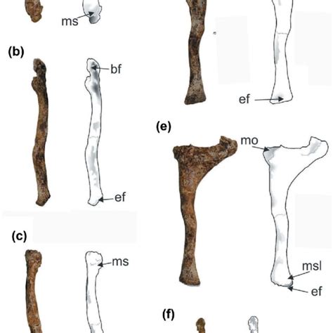 Atlas Of Lestodon Armatus UFSM 11535 A Cranial B Dorsal C