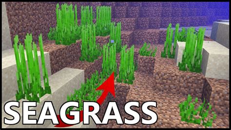 How To Use Seagrass In Minecraft Youtube