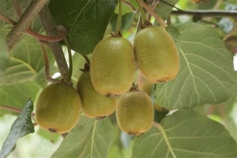 Getting To Know Kiwi Plant The Exceptional Price Of Buying Kiwi Plant