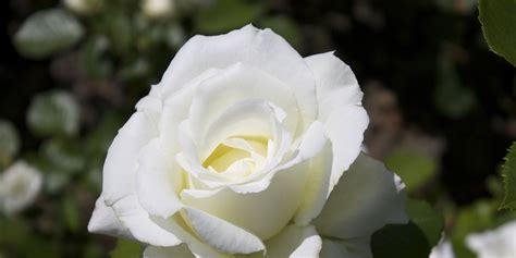 What White Roses Mean and How to Grow Them