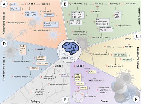 Overview Of Mir 22 Corresponding Paths In Nervous System Disorders The