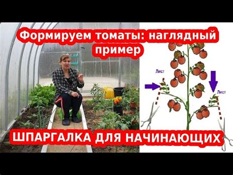 Формировка томатов — правильно, легко и просто. Пример на схеме - YouTube