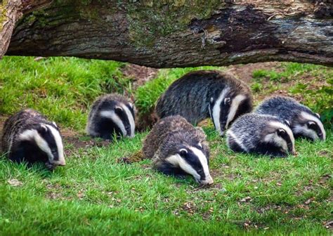 Badger Behavior - AnimalBehaviorCorner