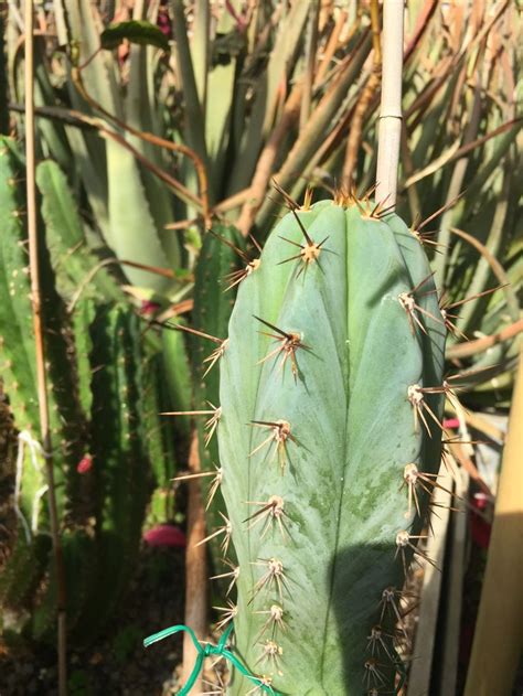 Trichocereus Peruvianus Los Gentiles Plant Leaves Plants Leaves