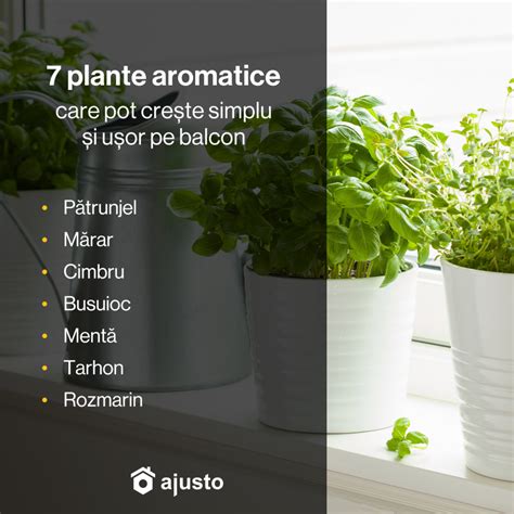 Plante Aromatice Care Pot Cre Te Simplu I U Or Pe Balcon Blog Ajusto