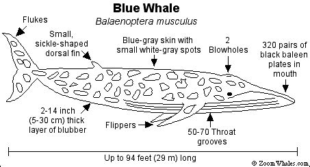 Physical Description of The Blue Whale - The Blue Whale