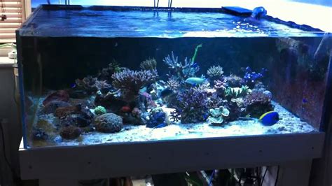 Shallow Rimless Sps Reef Tank Youtube