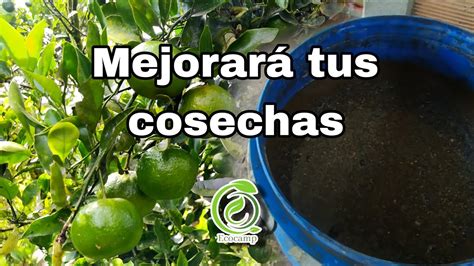 cómo hacer fertilizante orgánico biol con estiercol de vaca YouTube