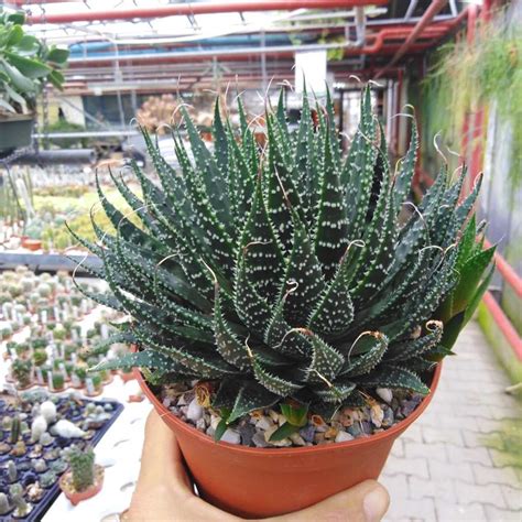 Aloe aristata - Uhlig Kakteen - more than 5,000 different species