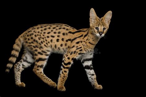 Serval Cat Isolated On Black Background In Studio Stock Photo Image