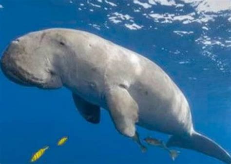 7 Mamalia Laut Yang Dikira Ikan Biar Kita Tidak Tertipu Ini Daftarnya