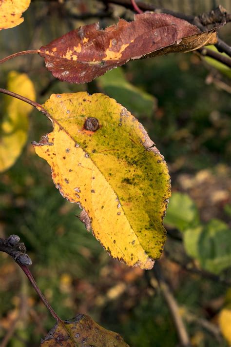 Automne Feuilles Jaunes Photo Gratuite Sur Pixabay Pixabay