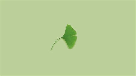 K Plants Green Background Leaves Green Ginko Hd Wallpaper Rare