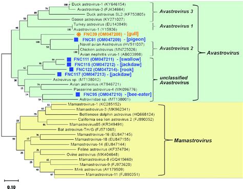 Phylogenetic Tree Of Astrovs Based On Rdrp Gene Partial Sequences