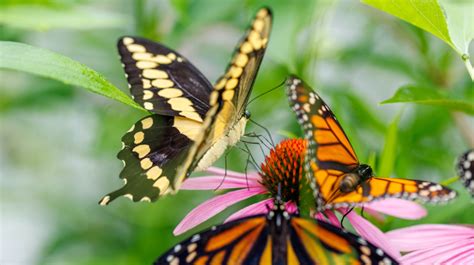 New Event to Kick Off Annual Butterfly Exhibit at Smith-Gilbert Gardens ...