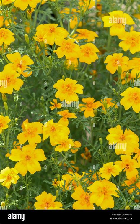 Tagetes Tenuifolia Golden Gem Marigold Golden Gem Annual Single