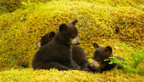 5 Best Places To See Bears In The Smoky Mountains Cabins Usa Smoky