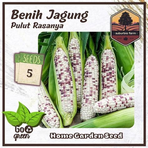 Jual 5 Biji Benih Jagung Ketan Rasanya F1 Bibit Jagung Pulut Cap Panah