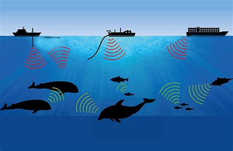 Noise Pollution Dominates The Sea