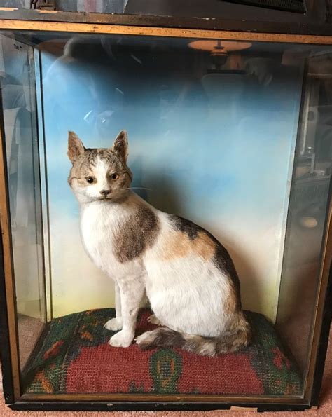 Taxidermy Domestic Cat By Hutchings Of Aberystwyth Its Name Has Stayed