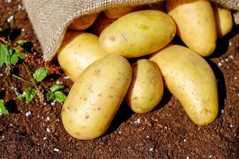 Chennais 20 Year Old Potato Has Left The Internet Gobsmacked