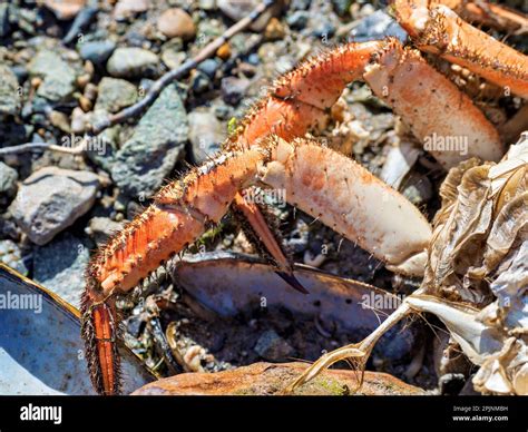 A Dead Crab Lies On The Shore Its Empty Shell A Reminder Of An Earlier