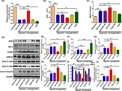 TUG1 Plays An Important Role In H Rinduced Cell Apoptosis Possibly