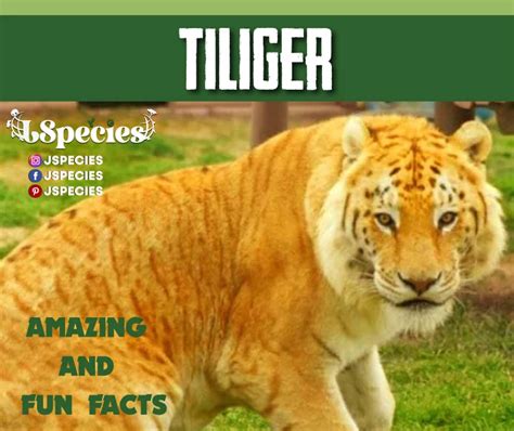 Tiliger | Surprising Facts | Complete Guide