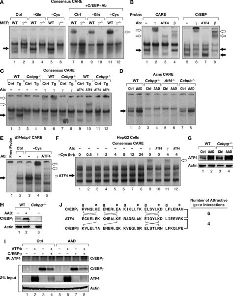 C Ebp And Atf Form Heterodimers That Bind To Care Aare Sites A A