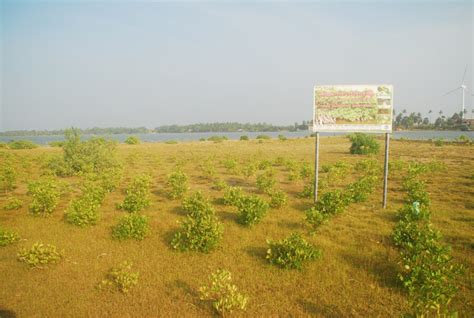 Mangrove Reforestation Project Kalpitiya Sri Lanka Island Spirit