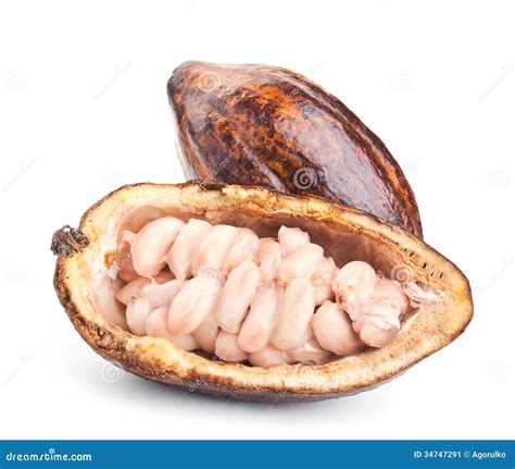 Raw Cocoa Pod And Beans Isolated On A White Stock Image Image Of