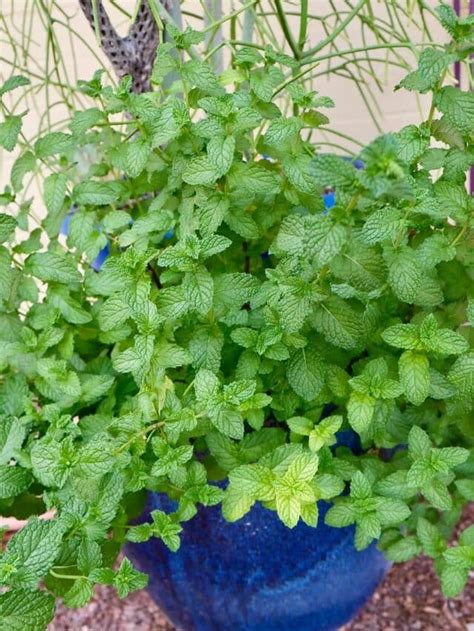 How to Grow an Herb Garden in Pots - Joy Us Garden | Care, Propagation, and Pruning