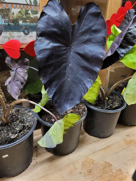 Colocasia Black Coral The Curious Plantaholic