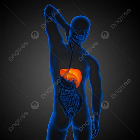 3d Render Medical Illustration Of The Liver Stomach Colon Pancreas