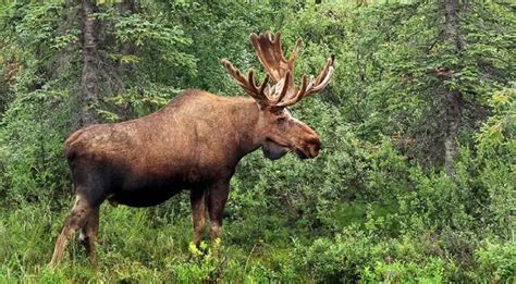 Moose The Animal Facts Appearance Diet Habitat Lifespan Breeding