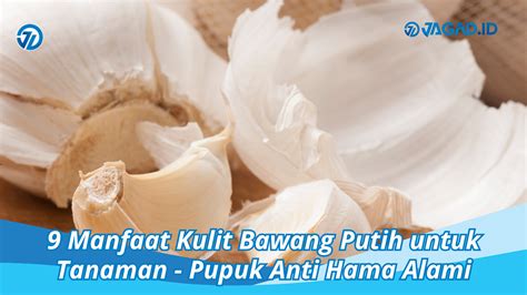 9 Manfaat Kulit Bawang Putih Untuk Tanaman Pupuk Anti Hama JAGAD ID