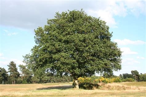 Pupil Tree Alchetron The Free Social Encyclopedia