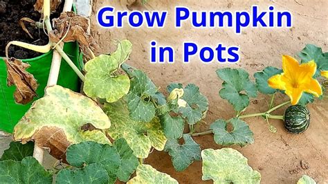 Grow Pumpkin From Seeds With Harvesting Update How To Grow Pumpkin At