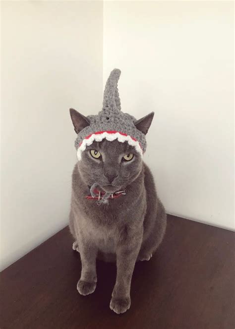 Cat In Shark Costume