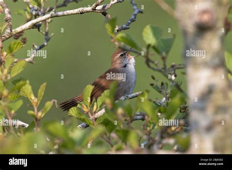 Cettis Warbler Cettia Cetti Stock Photo Alamy