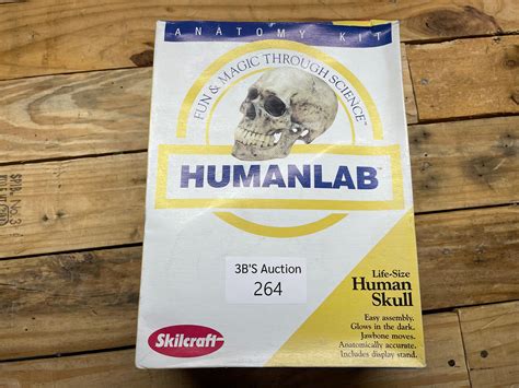 Lot Humanlab Fun And Magic Through Science Life Size Human Skull Fake