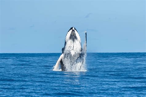 See Humpback Whales Captured By Nature Photographer Emerging From Water